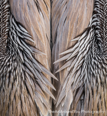 Bird feathers by TheArtAroundYou