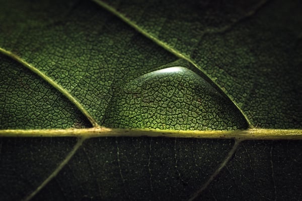 A close up and detailed image of a water droplet on a green leaf with the yellow toned veins popping out and a shadowed and dark contrast framing the image.