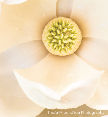 Magnolia flower by TheArtAroundYou